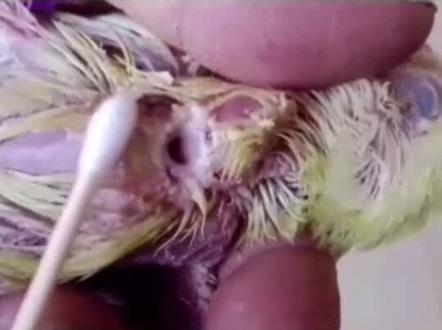 鸟都是前面进,后面出,遇上这种:上面进,下面出的,你们是怎么处理的#徽山鸟宠 #鸟 #萌宠 #热门