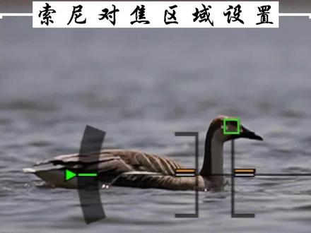 索尼拍摄鸟类对不上焦?那是你对焦区域没设置好!#摄影 #摄影教程 #摄影技巧