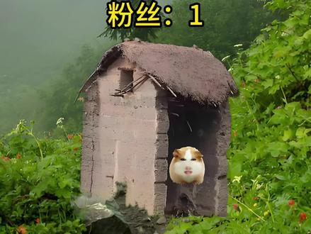 猪妞吃播#猪妞 #猪妞小剧场 #荷兰猪小剧场 #猪妞妞仙女下凡