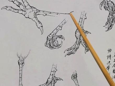 鸟爪子的结构解析#手绘 #画画 #一起学画画 #感谢抖音绿色平台