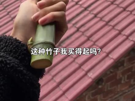 但你认识不同的竹子,你都见过哪些?#竹子 #科普 #实心竹