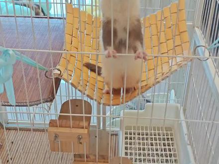 君子报仇,一个月不晚……
谁能想到,三个多月大的小水貂女孩,能把一岁半的成年公雪貂揍出翔……
小水貂豆豆以为别的雪貂也像妞妞一样好玩,于是在它还小(上个月)的时候,就对两个大貂有着浓厚而友好的兴趣。它每次爬到两个大貂笼子上就被蛋蛋攻击,还被咬破嘴皮子流血过,有时候甚至钻到大貂笼子里睡觉又被蛋蛋攻击。我们把它们分别放到客厅和卧室一段时间后,确认豆豆已经钻不进大貂笼子了,才把它们重新放在一个房间。
事情就在前几天出现了转机,我把大小貂两个笼子都放在房间里,自己在卫生间洗貂厕所时。在外面和两个小貂玩的包包把笼子门打开了,蛋蛋瞬间冲出来攻击豆豆,结果反被豆豆咬出了翔……满地打滚满地翔(画面自行脑补)从那一刻起蛋蛋和豆豆对自己的战斗力有了更深刻的认知,命运的齿轮开始转动……😂😂😂
#水貂#血貂#多宠家庭 #水貂