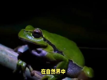 “呱呱呱”太上头,青蛙为何选择夜鸣?答案来了! #青蛙 #夜晚鸣叫 #求偶 #生物钟和隐蔽性 #节律性