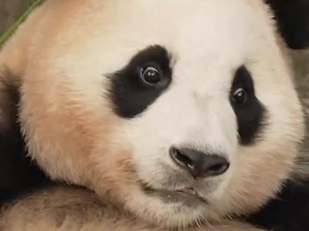 姜爷爷的努力,希望福宝回国后好好的#大熊猫福宝 #福宝和爷爷 #大熊猫爱宝 #福宝 #福宝和爱宝