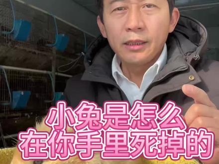 你的小兔子是怎么死掉的#真实生活分享计划 #沈阳兔哥 #沈阳卖兔子的地方 #沈阳宠物兔