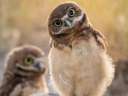 捡屎达人穴小鸮#穴小鸮 #猫头鹰 #抖音自然