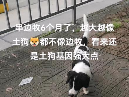 #边牧 串边牧越养越像土狗了😓😓😓