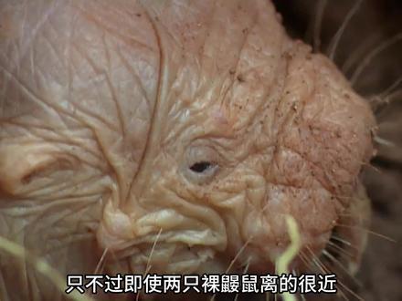 不得癌症也不衰老?裸鼹鼠生活在缺氧的环境里却拥有超长的寿命? #地球 #动物 #知识 #裸鼹鼠 #神奇动物