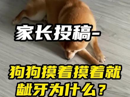 可以被摸但是要凶?可能是环境给狗狗压力过大!(没有明确目标和规则也会成为压力)#狗狗心理学 #柴犬 #狗狗行为心理