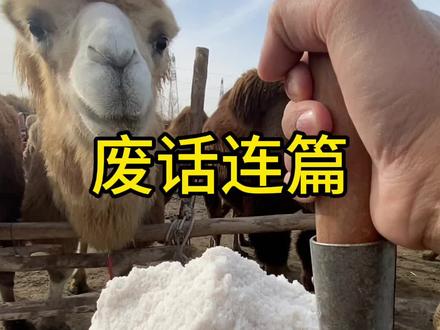 个人见解 都是废话#骆驼 #骆驼奶 @绿茵场骆驼