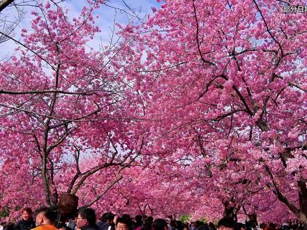 爱上无锡,不需要太多理由,一个鼋头渚,一个zlh 赏樱省心攻略,从住进君来湖滨饭店开始,三位数一晚,高品质度假#无锡君来湖滨饭店 #无锡的春天从樱花开始 #樱花季 #鼋头渚樱花 #江浙沪周边游