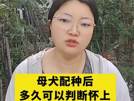 母犬配种狗,多久可以判断怀上#养狗#养狗经验分享