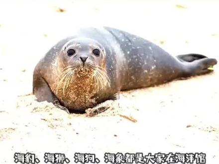 海豹 海象 海狮 海狗的区别