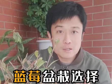 蓝莓种植方法,入手时间如何选择,品种如何选择适合自己地区的,是种好盆栽蓝莓的关键#蓝莓盆栽 #蓝莓品种 #蓝莓种植技巧 #蓝莓盆栽方法 #蓝莓种植教程