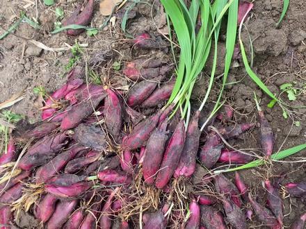 小红葱又名红葱头,不是我们平常见到的葱,药用价值高,煲汤滋补 #小红葱 #家乡农特产 #广东煲汤红葱头