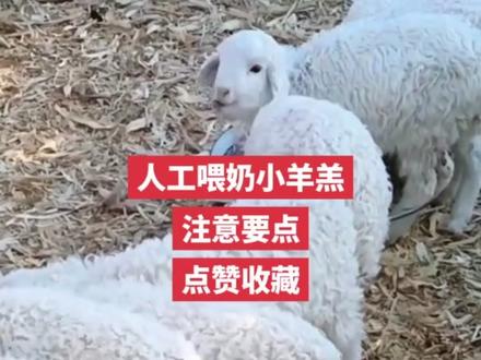人工喂奶羊羔注意要点,记得收藏