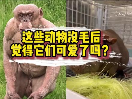 这些动物没了毛之后,你还觉得他们可爱了吗? #动物 #动物世界 #带你看世界 #科普 #每日分享