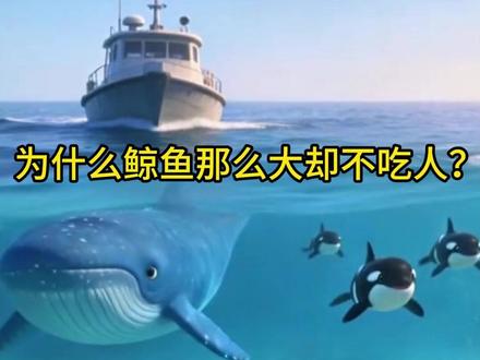 颠覆认知!99% 的人不知道:蓝鲸居然吞不下人类? 作为地球上最大的动物,蓝鲸的进食方式藏着太多秘密!
这段 3D 科普动画太直观了:蓝鲸张开巨口,海水裹挟着磷虾、小鱼涌入口腔,细密的鲸须像天然筛网,滤出海水只留猎物;半透明剖面清晰展示狭窄食管,迷你人类剪影直观对比 —— 原来蓝鲸的食管宽度根本容不下人类,“吞人” 传言不攻自破~
流畅的吸水动作、柔和的水流流线、鲜明的生物色彩,无文字标注也能轻松理解,是孩子爱看的科普形式!
蓝鲸已被列为濒危物种,每一次对它们的了解,都是对海洋保护的助力。
转发给身边的家长和孩子,一起解锁海洋巨兽的冷知识,守护蓝色星球🌍#科普 #科普动画 #海洋生物 #鲸鱼 #动物科普