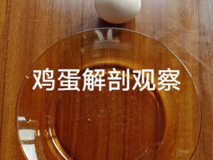 鸡蛋🥚解剖观察#科普