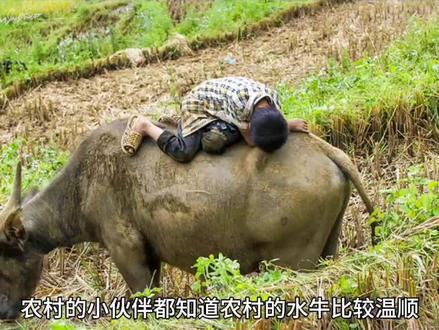(第二集)为何农村的水牛性格比较温顺!#动物冷知识 #科普