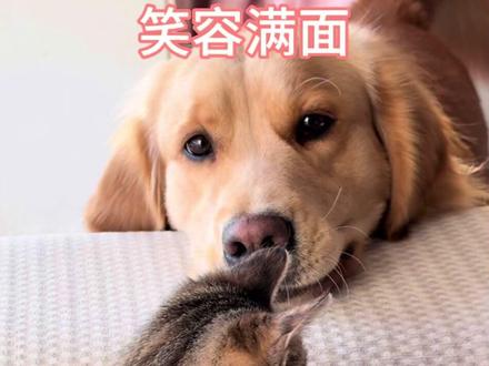 土豆第一次养猫,还不太熟练#金毛 #萌宠 #狗狗 #猫咪