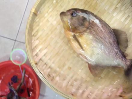 1米缸7条食人鱼被满门抄斩,仅存最后一条死里逃生,一定给他养好 #食人鱼 #宠物救助 #乌龟