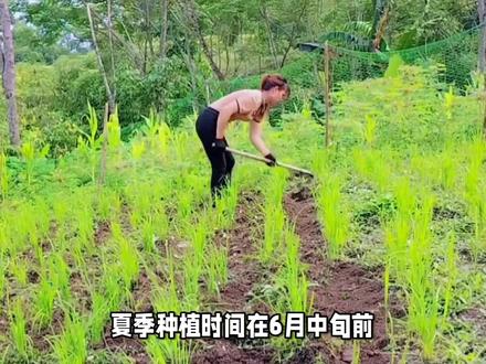 旱稻种植方法#水稻种植 #水稻 #中国水稻 #一日一植物 #农业植保知识分享