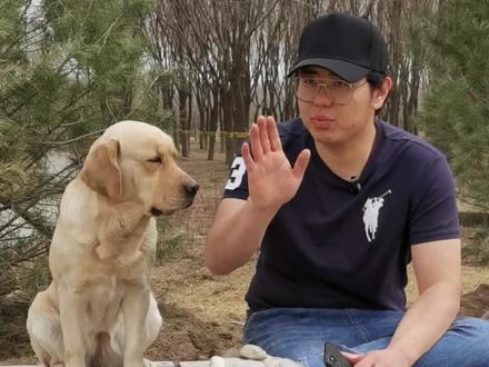 非常严肃的说,孩子和狗不能单独相处。不要用你家的一只狗来抬杠。这是个概率问题,我们能做的是把概率降到最低。#狗是人类最忠诚的朋友 #养狗经验分享 #训犬 #拉布拉多 #金毛