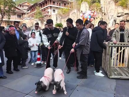 刀疤哥牵小猪跑比赛赢了,问他秘诀是什么他说不知道,它一直跑,还以为赢了后小猪是他的哈哈#荒野刀疤哥 #户外