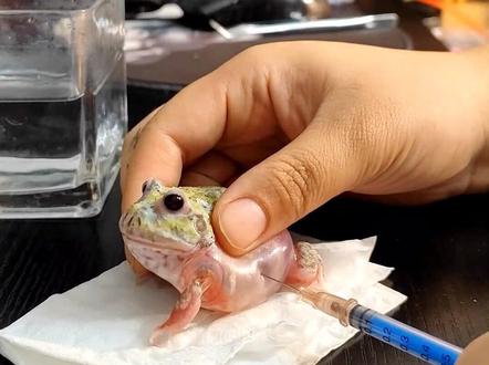 蛙蛙胀气了 爬友支招扎一下就好了 手忙脚乱搞了好多下 貌似好了😳😳😳#角蛙的日常#我家萌宠