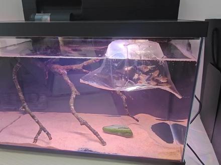 画法几何M1 Ultra鱼缸,开缸第一天#画法几何鱼缸 分享,吐槽#养鱼 #小米鱼缸 #小米 #小米鱼缸改造
画法几何再不加强这个水草灯我真的要劝退!