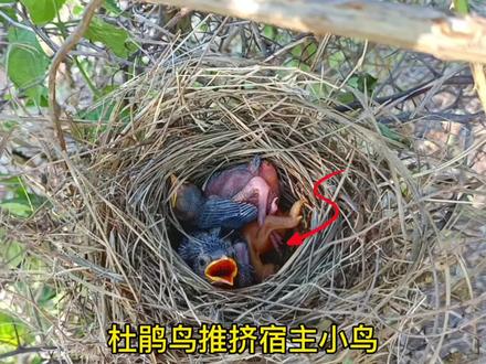 杜鹃鸟推挤宿主小鸟#杜鹃鸟 #鸟类 #动物世界 #动物的迷惑行为 #神奇动物在抖音