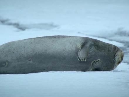 在石炭纪你连一只蟑螂都打不过 #科普 #动物世界 #动物科普 #科普一下 #动物有话说