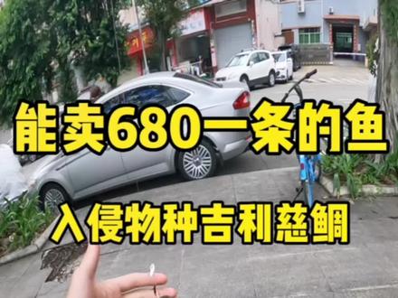 非洲吉利慈鲷 我谢谢你😊#原来钓鱼才是抖音运动顶流 #2023dou来钓鱼