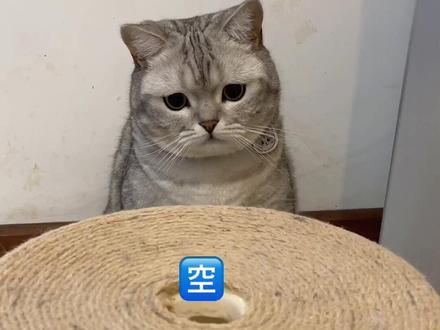 孩子有危险,果然妈妈是有预感的#宋丹丹春节随叫随到 #萌宠新春出道 #2021新春日记 #孵蛋猫