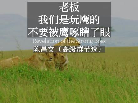 陈昌文:老板我们是玩鹰的不要被鹰啄瞎了眼!