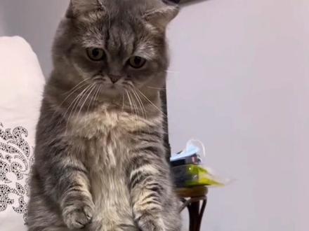 猫咪的肢体语言你懂嘛#猫咪 #私人宠物医生安爸