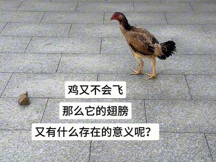 鸡又不会飞 它的翅膀还有存在的意义吗?