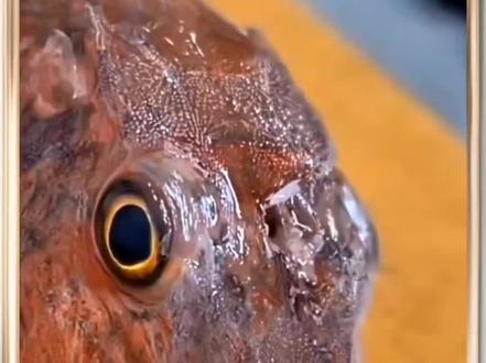 如何清理鱼的寄生虫#科普 #科普健康知识