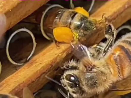 蜂花粉是怎么来的?#蜜蜂 #蜂花粉