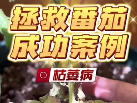 拯救番茄成功案例之枯萎病:最近频繁被病毒骚扰…这次是枯萎病,使用乙蒜素成功挽救。朋友们别偷懒,用过的土要好好暴晒杀菌…#病虫害防治 #西红柿种植 #种植的乐趣