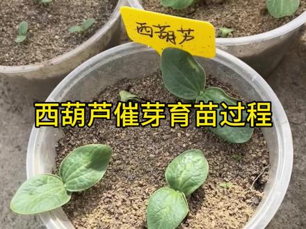 西葫芦催芽育苗详细过程#自己种的纯天然的绿色蔬菜 #种植小技巧 #西葫芦种植