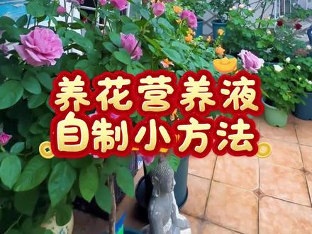 自制营养液,养花小妙招#爱养花爱生活#花卉绿植养护#养花小妙招#三农