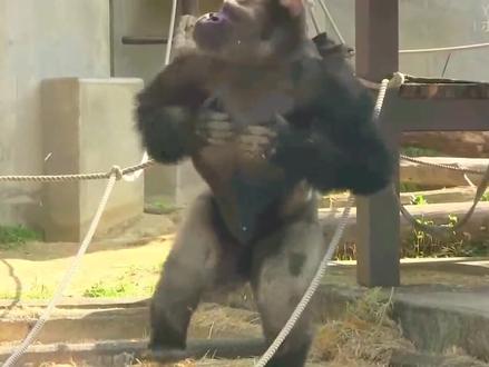 大猩猩为什么喜欢捶胸?#奇妙的动物