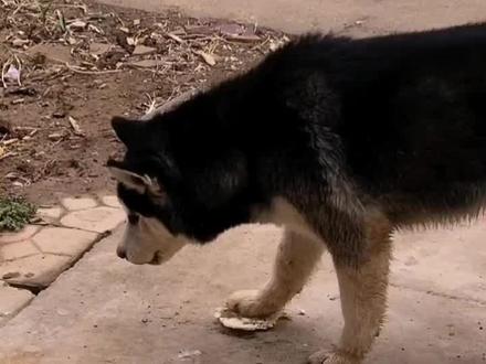 哈士奇埋饼子的后续😬
在土里埋一会就拿出来开吃😂
也不知道自己的jiojio踩着吃🤣嫌不嫌臭#哈士奇 #二哈 #宠物 #搞笑视频