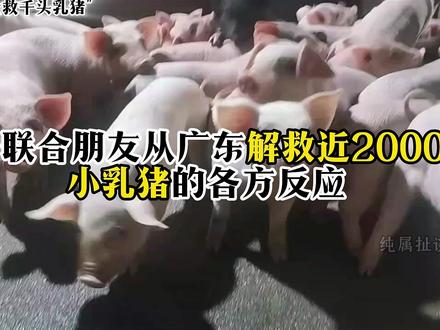 女子联合朋友从屠宰场解救1950头小乳猪 #放生 #爱猪人士 #小乳猪 #热点