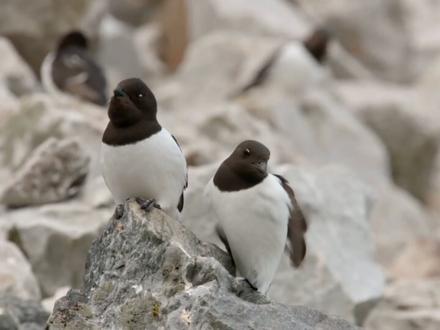 北极狐斗智斗勇抓鸟吃 #神奇动物在抖音 #野生动物零距离 #爱护大自然爱护动物 #奇妙的动物世界 #人与动物和谐共处