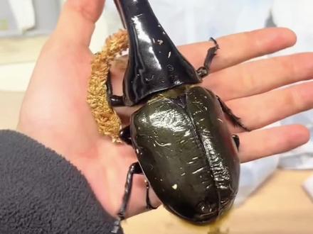 科普分享18种甲虫,有你认识的吗#科普 #甲虫