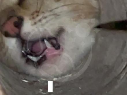 不能砸墙,该怎么救小猫?
总有你想不到,没有它们做不到,流浪猫总是能被困在奇奇怪怪的地方里。
救完了也没搞明白它从哪进去的。#珠海晴天小镇 #珠海流浪动物救助 #珠海流浪猫救助 #流浪猫 #动物救援