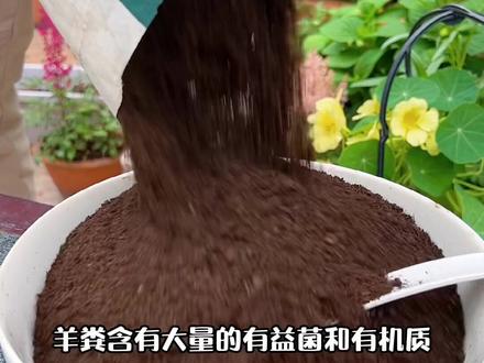 #养花种菜 都离不开#羊粪 但你真的会用吗?让我来教你正确的使用方法#养花小知识 #施肥 #三农